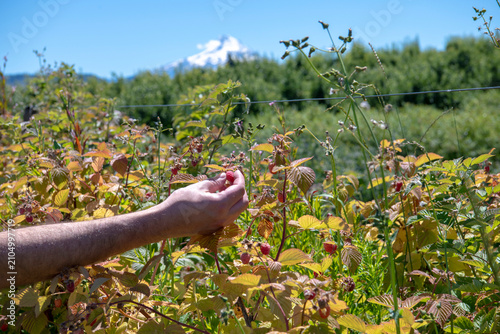 Cuadro en lienzo A hand reaches into a raspberry patch to harvest ripe berries with Mount Hood visible beyond the farm under a clear summer sky