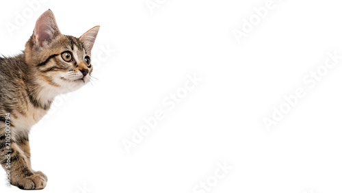 фотографія Cute striped tabby kitten peeking sitting looking alert pet isolated on transpar