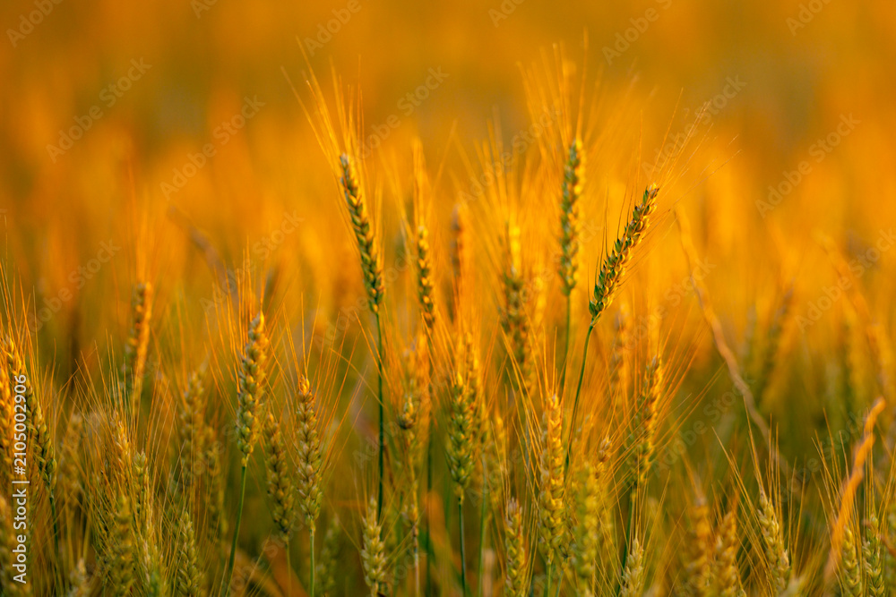 Obraz premium Spikelet catches golden sunlight. Spikelet stands against sunset. Wheat spikelet forms sharp silhouette. Backlit spikelet holds fine awn.
