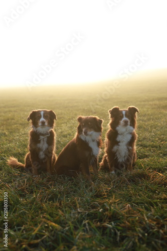 Three Australian Shepherds in Sunny Grass