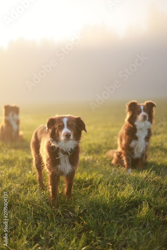Australian shepherd dogs in sunlit grass field