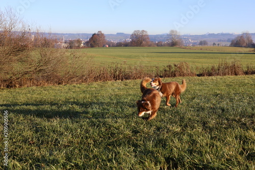 Two Australian Shepherds Playing in a Sunny Meadow