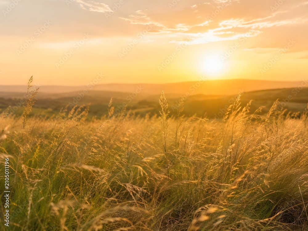 Naklejka premium Wild grass field in golden summer evening light