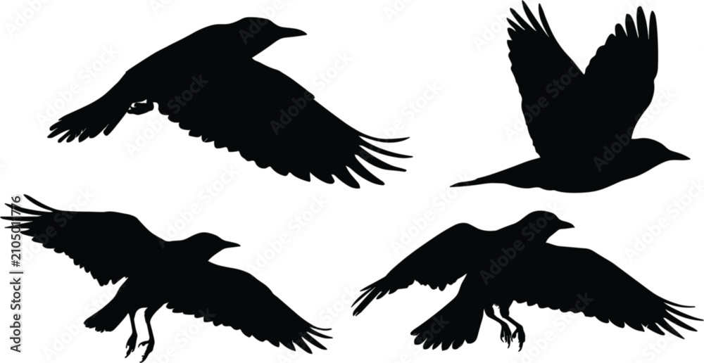 Obraz premium Flying raven silhouettes, black bird collection in dynamic flight poses isolated editable vector illustration for wildlife design