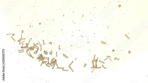 Mosquito larvaes in the water, indoor Changmai Thailand.