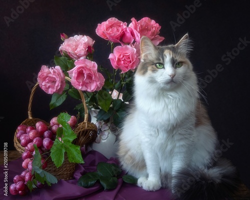 Adorable cat and  bouquet of pink roses 