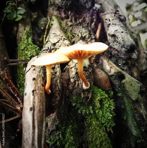 Фотография Two slender orange-yellow mushrooms growing upright on mossy decaying wood in the woods