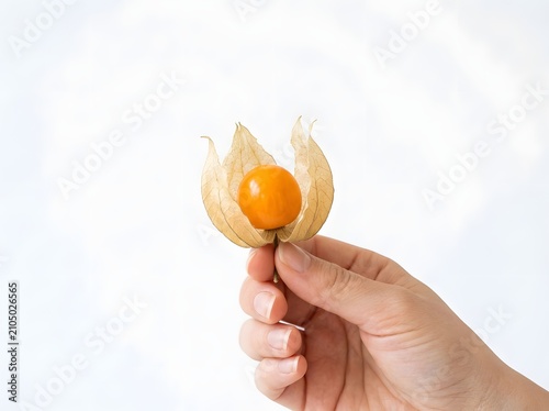 Hand holding physalis fruit against white background