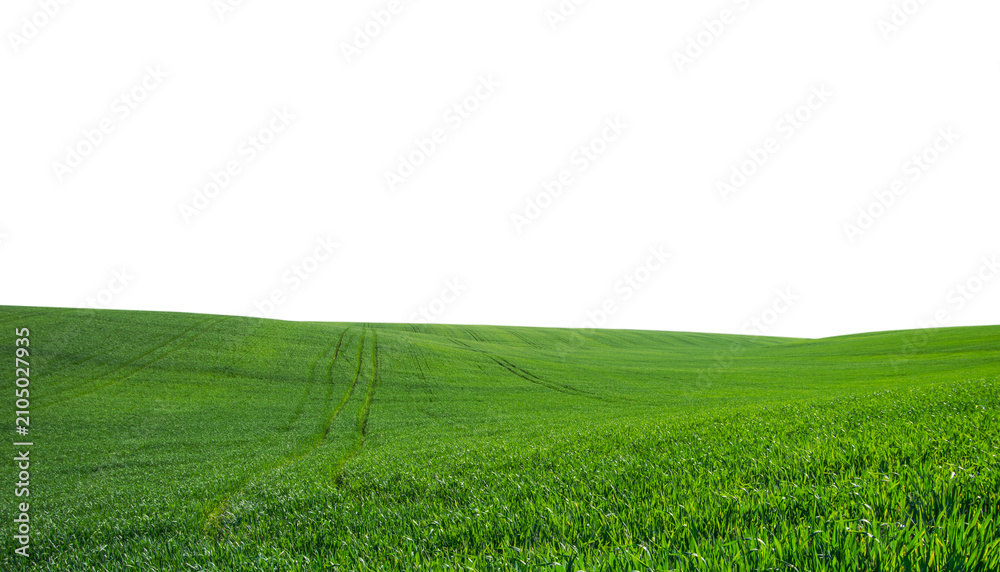 Obraz premium green grass field isolated on white background
