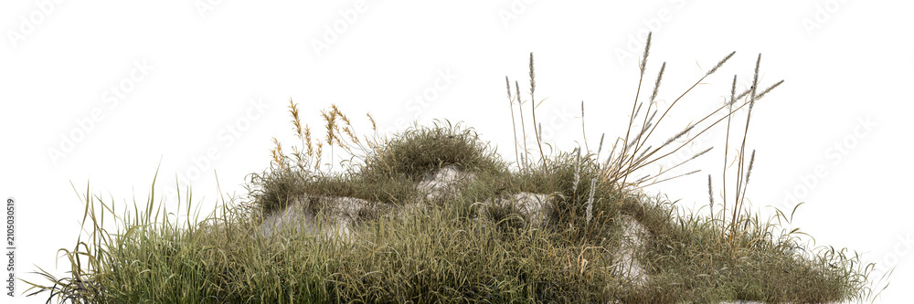 Obraz premium Wild grass patch, weeds, and tall reeds growing on sandy ground, isolated on a transparent background. Perfect for architectural 3d rendering, landscape element, or design compositing