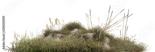 Wild grass patch  weeds  and tall reeds growing on sandy ground  isolated on a transparent background. Perfect for architectural 3d rendering  landscape element  or design compositing
