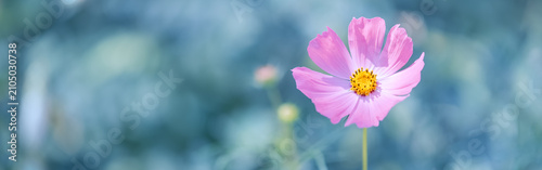 Pink cosmos flower on blurred blue background outdoors, summer floral panoramic banner