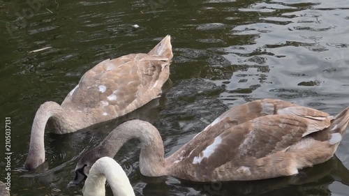  Feeding gray swans. Swans immerse their heads in river water in search of food on sunny day.
