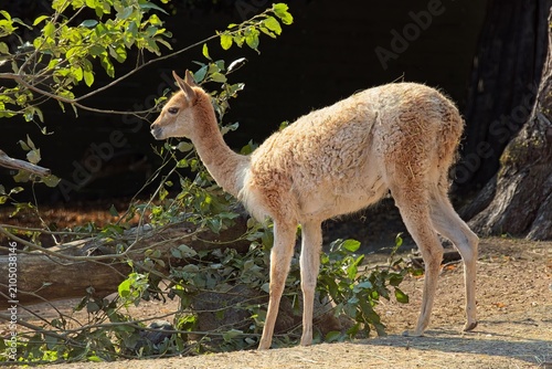 Fotografía Vicuña (vicugna vicugna), a wild South American camelid native to the high-alpine grasslands of the Andes Mountains,  at Korkeasaari Zoo, Helsinki, Finland, Europe