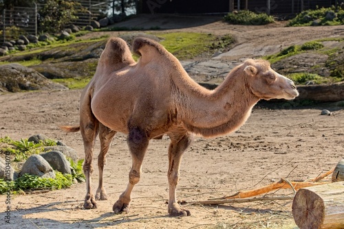 Bactrian camel (Camelus bactrianus), which is an animal characterized by its two distinct humps, at Korkeasaari Zoo, Helsinki, Finland, Europe.