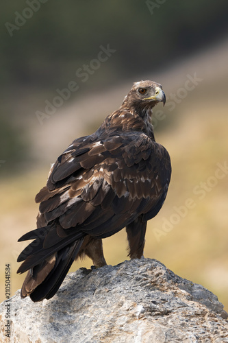 Golden Eagle (Aquila chrysaetos) in the Sierra de Baza Mountains