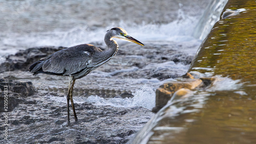 Tableau sur toile Grey Heron (Bloureier) (Ardea cinerea) near Berg-en-Dal in the Kruger National P