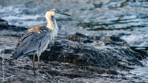 Fotografie Grey Heron (Bloureier) (Ardea cinerea) near Berg-en-Dal in the Kruger National P