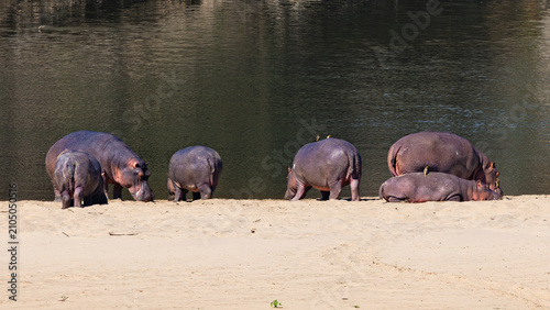 Bild auf Leinwand A large group of hippopotamus (Hippopotamus amphibius) at a dam near Satara in t