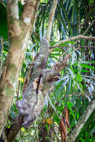 Dreifinger Faultier im Dschungel von Costa Rica