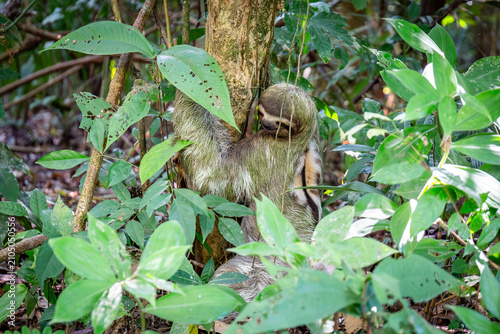 Dreifinger Faultier im Dschungel von Costa Rica
