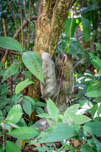 Dreifinger Faultier im Dschungel von Costa Rica