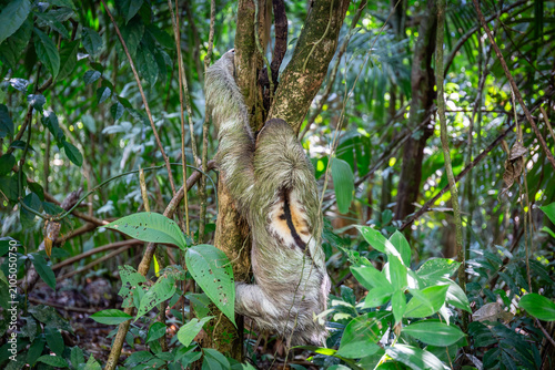 Dreifinger Faultier im Dschungel von Costa Rica