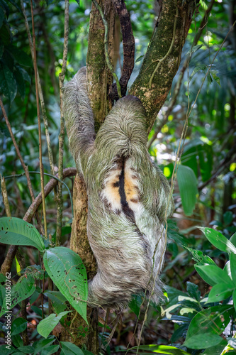 Dreifinger Faultier im Dschungel von Costa Rica