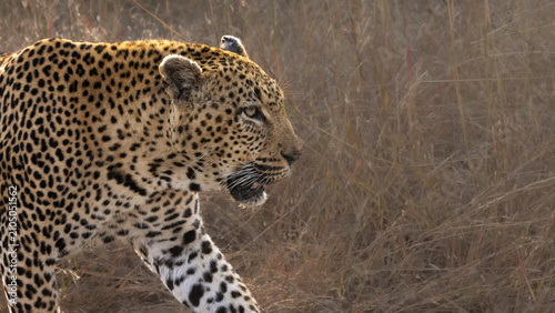 Quadro su tela Leopard (Panthera pardus pardus) at Shimuwini in the Kruger National Park, Limpo