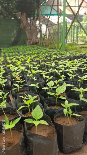 Rows of Healthy Young Vegetable Seedlings Growing in Black Nursery Bags, Agricultural Plant Nursery Footage for Farming, Gardening, Crop Cultivation, and Sustainable Food Production