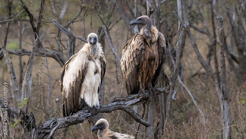 Konstfotografi White-backed vulture (Witrugaasvoël) (Gyps africanus) and Spotted Hyena (Gevlekt