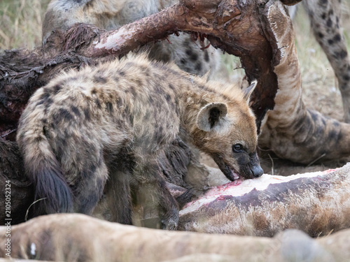 Foto White-backed vulture (Witrugaasvoël) (Gyps africanus) and Spotted Hyena (Gevlekt