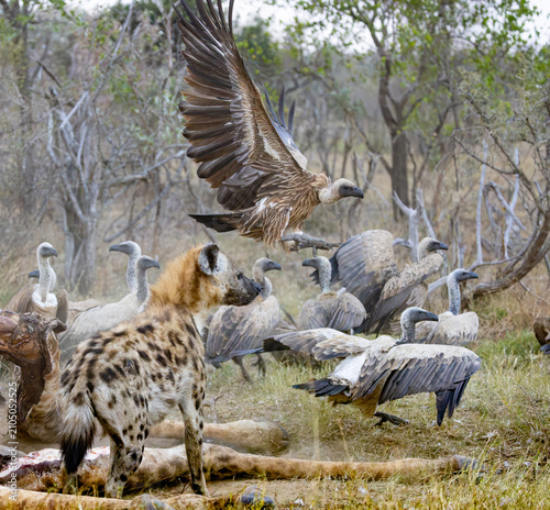 White-backed vulture (Witrugaasvoël) (Gyps africanus) and Spotted Hyena (Gevlekte hiëna) (Crocuta crocuta) fighting for carrion from a Giraffe (Giraffa camelopardalis giraffa) near Pretoriuskop Camp i
