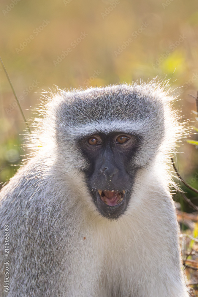 Obraz premium Vervet monkey (Blouapie) (Chlorocebus pygerythrus) feeding and grooming in the Kruger National Park at Crook’s Corner, Pafuri, Limpopo, South Africa