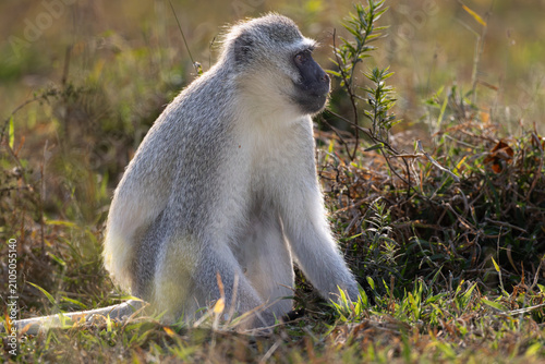 Canvas Print Vervet monkey (Blouapie) (Chlorocebus pygerythrus) feeding and grooming in the K