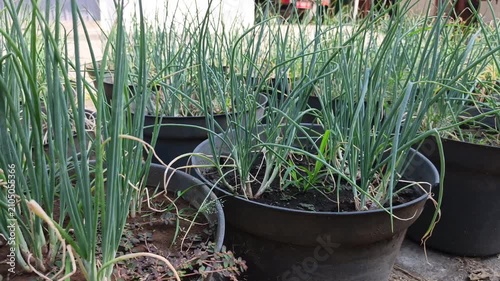 Green Onion and Scallion Plants Growing in Recycled Container Pots, Urban Gardening Footage for Organic Farming, Home Garden, Sustainable Agriculture, and Fresh Food Production