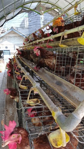 Laying Hens in Commercial Poultry Farm Cages with Automatic Feeding System, Chicken Farming Video Footage for Egg Production, Agriculture, Livestock, and Food Industry