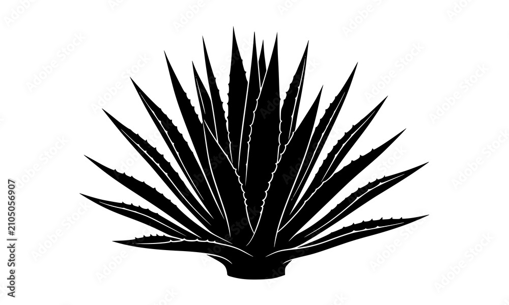 Fototapeta premium Agave plant or blue agave succulent bush vector silhouette isolated on white background