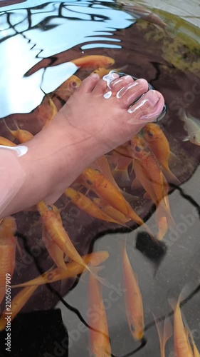 Bare Feet in Koi Fish Pond Surrounded by Colorful Carp, Relaxing Aquatic Therapy Video Footage for Outdoor Wellness, Spa, Travel, Leisure, and Nature Concepts