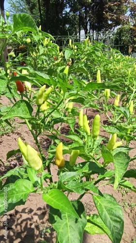 Green Chili Pepper Plants Growing in an Organic Vegetable Garden, Fresh Spicy Crop Footage for Sustainable Farming, Agriculture, Gardening, Food Production, and Harvest Concepts