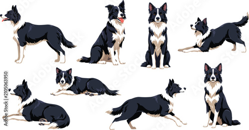 Tableau sur toile Border Collie dog vector character set showing herding dogs in different poses i