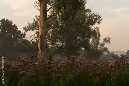 Billede på lærred Old tree trunk and blooming thistles in a meadow during morning sunrise, golden
