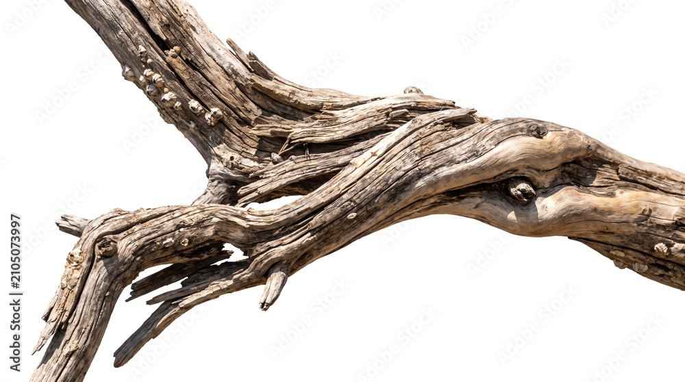Fototapeta premium Weathered Wood Branch with Barnacles Against White Background Detail
