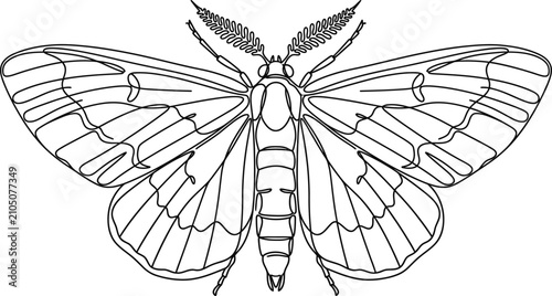 Cuadro en lienzo Black and white line art illustration of a moth with feathery antennae