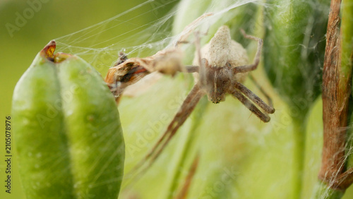 Nursery web spider Pisaura mirabilis cocoon egg protection Pisauridae predatory arachnid web building at seed of Iris sibirica Siberian flag meadow camouflage female spider maternal care and female