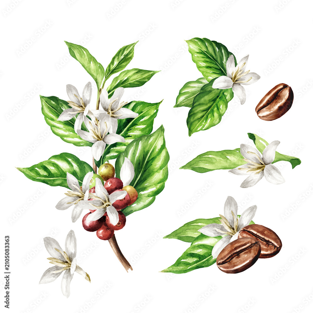Obraz premium Ripe berries and flowers, coffee beans on a branch of coffee tree set. Original Hand drawn watercolor illustration isolated on white background