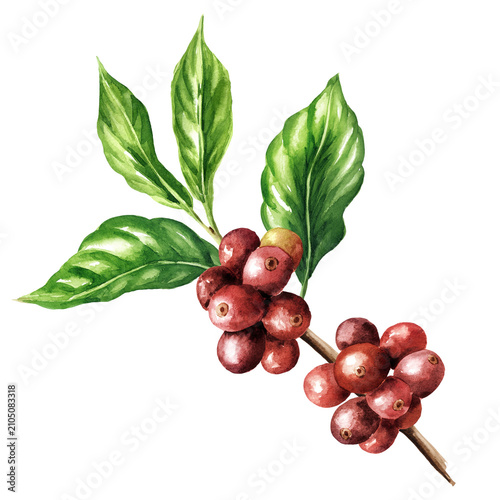 Ripe and unripe red berries coffee beans on a branch of coffee tree. Original Hand drawn watercolor illustration isolated on white background