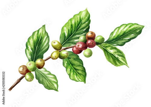 Ripe and unripe red berries coffee beans on a branch of coffee tree.  Original Hand painted watercolor illustration isolated on white background