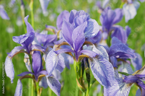 Iris sibirica Siberian flag detailed wild flower beautiful fabulous plant wetland meadow Perrys blue yellow purple summer sky large petals multicolored swinging blown waving by wind blooms in sunny