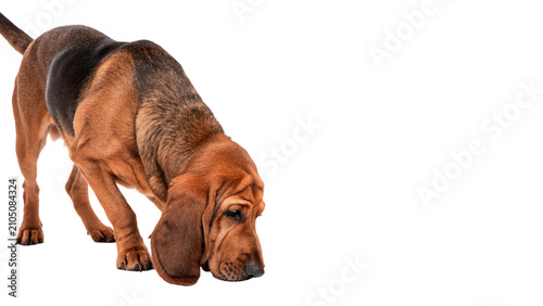 Foto Adult bloodhound dog sniffing ground searching track portrait isolated on transp